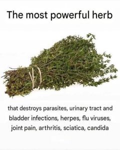 THE MOST POTENT HERB THAT DESTROYS PARASITES, URINARY TRACT & BLADDER ...